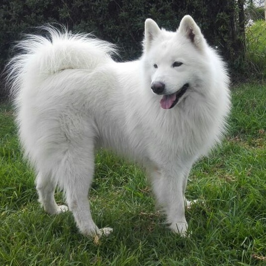 Samoyedo